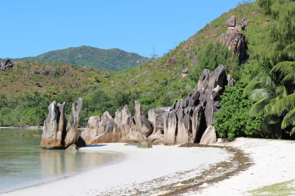 Sur Curieuse, un sentier traverse la mangrove pour rejoindre Anse José.