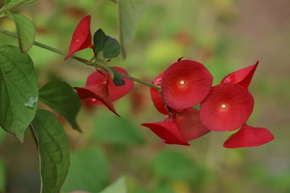 Les fleurs prolifèrent à Tahiti grace à un climat des plus favorables.