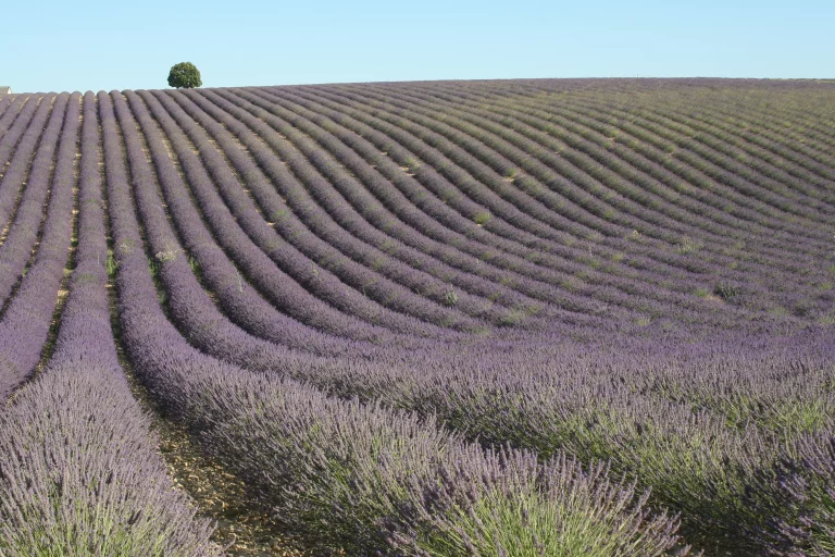 Les champs de lavande, l'une des images fortes du Vaucluse.