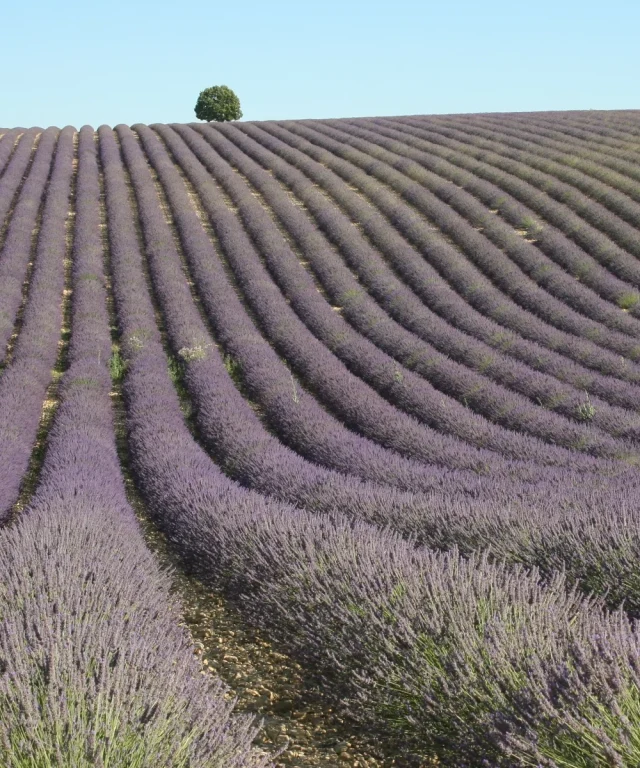 Les champs de lavande, l'une des images fortes du Vaucluse.