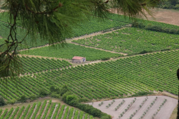 Clin d'oeil sur les vignes.