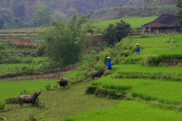 Paysage immuable du Nord-Vietnam avec ses champs de riz en terrasse.