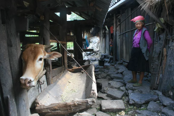 Dans les montagnes, les hommes et les animaux vivent cote à cote.