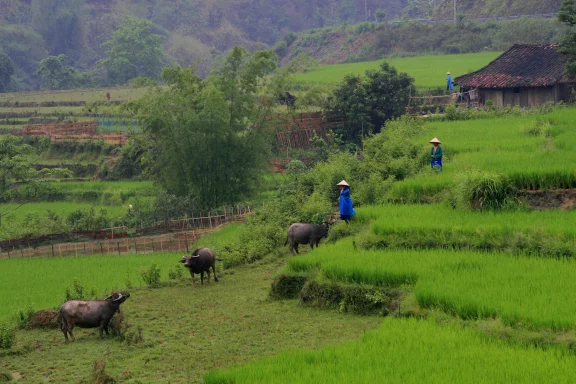 Paysage immuable du Nord-Vietnam avec ses champs de riz en terrasse.
