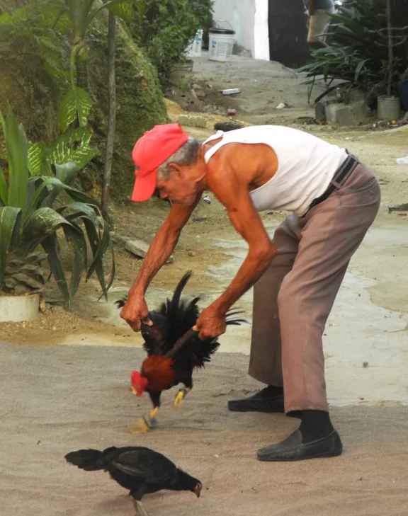 Le combat de coq toujours prisé. Un habitant prend soin de ses champions