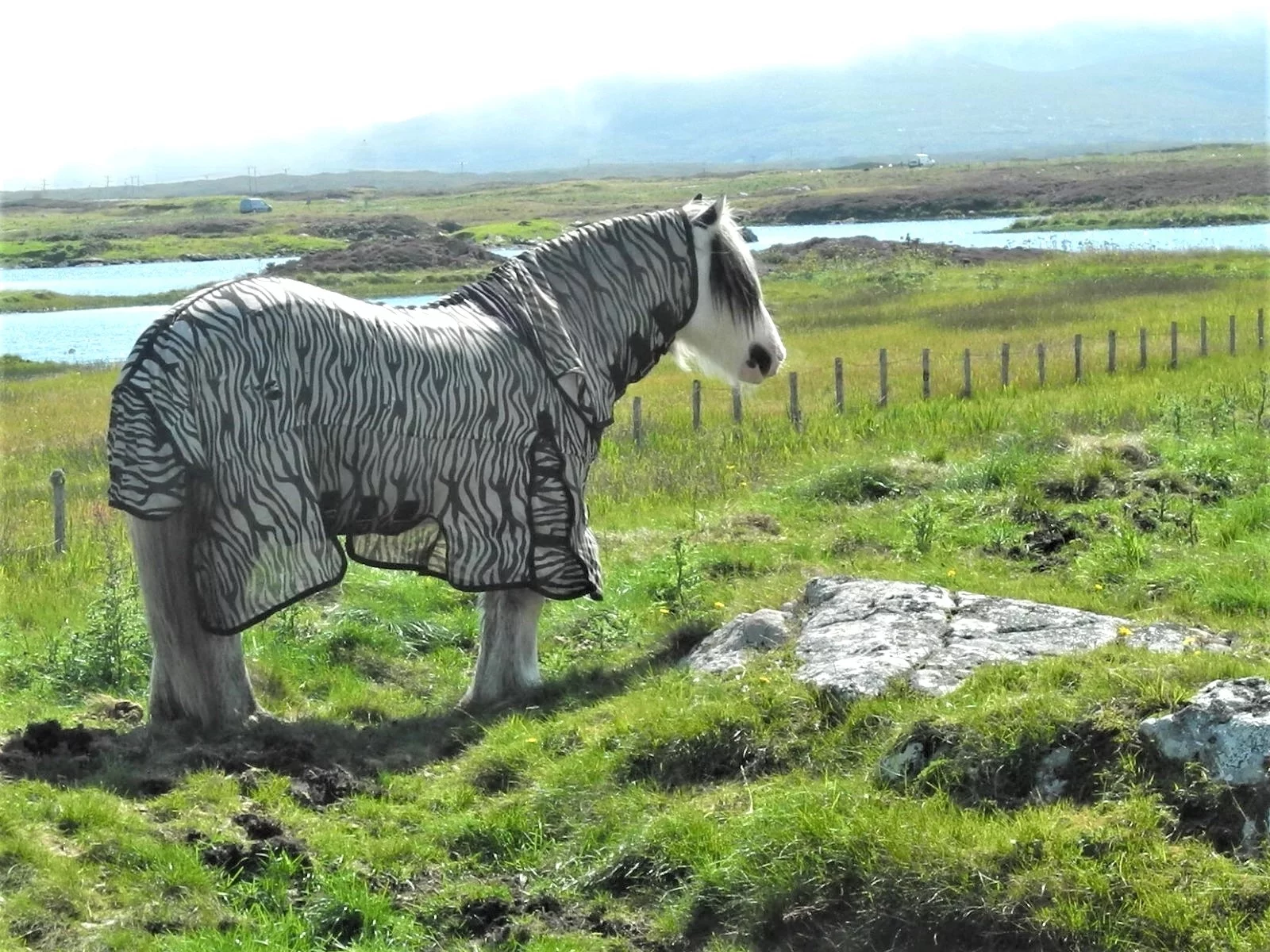 Le cheval, un compagnon précieux, protégé des vents du large. Ici sur l'île de Uist.