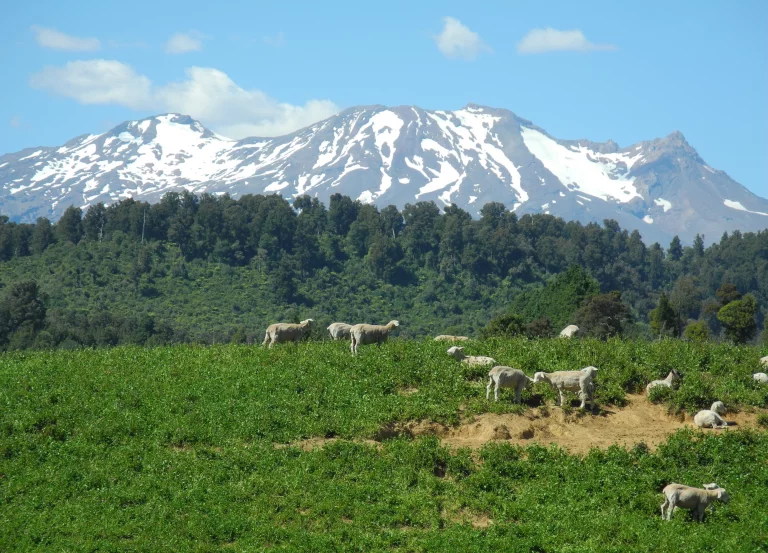 Non loin de Ngauruhue, sur l'île du Nord