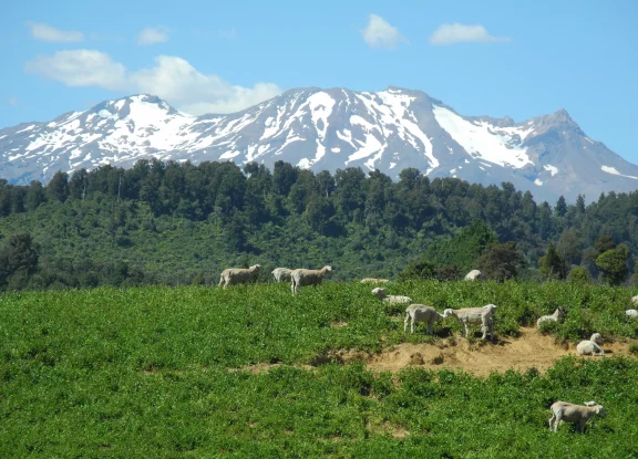 Non loin de Ngauruhue, sur l'île du Nord