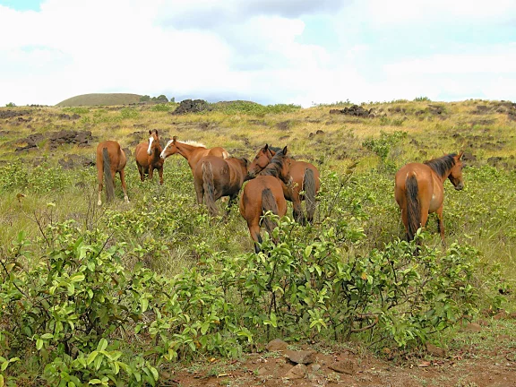 L'ile des moaïs et des chevaux