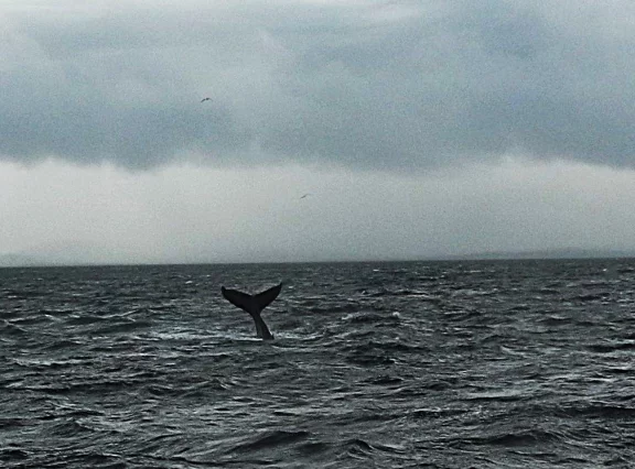 Baleine au large d'Olavsvik