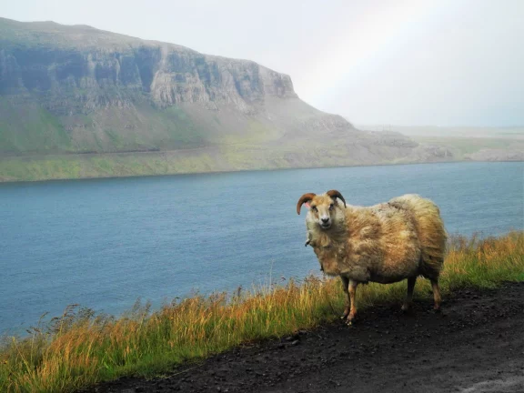 Le fjord de l'Alftafjordur