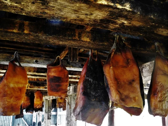 Ici, le requin du Groenland faisandé est roi