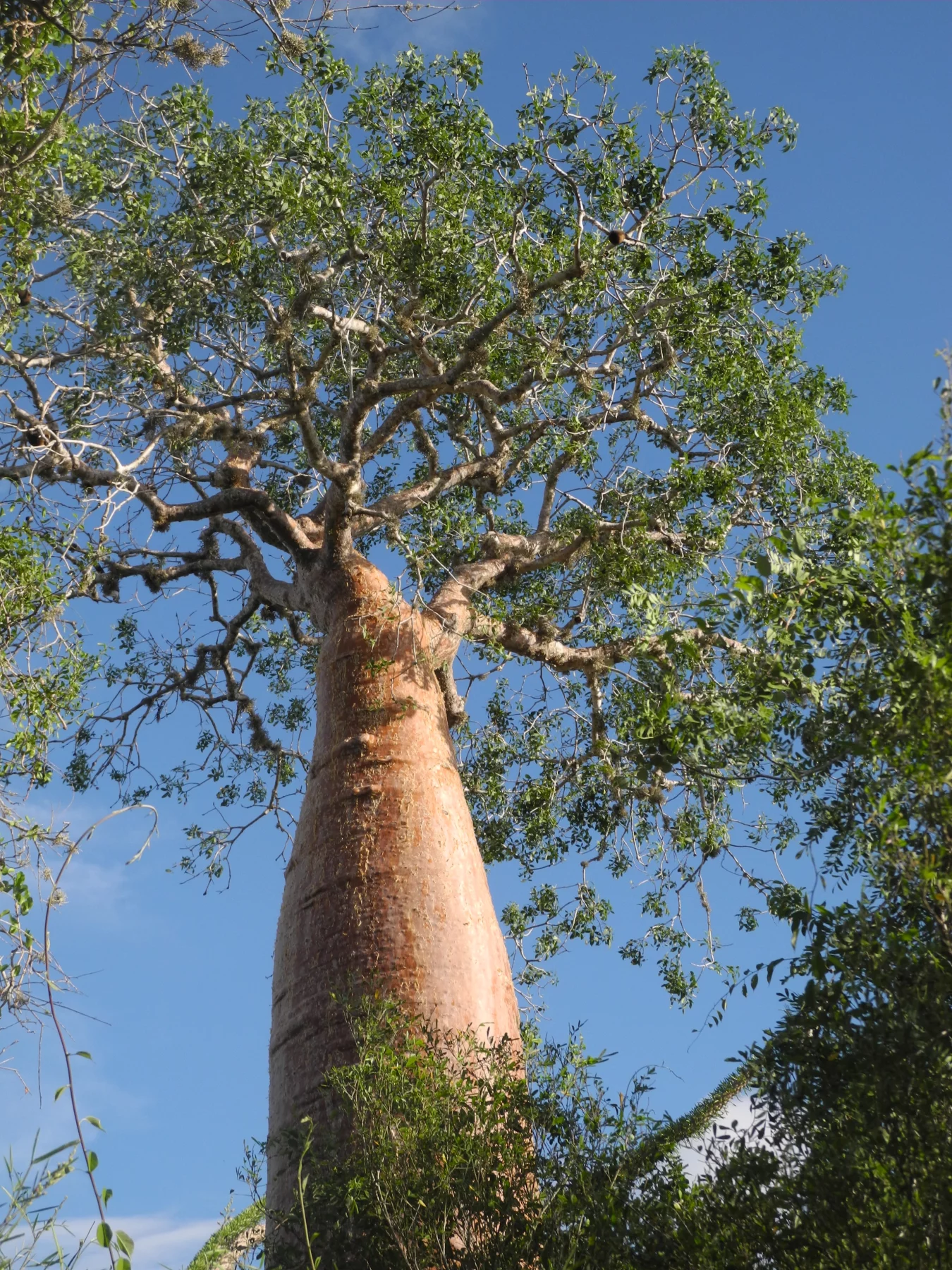 En lien avec le ciel, l’arbre emblématique est protecteur. Ici à la réserve Renila à Ifaty.