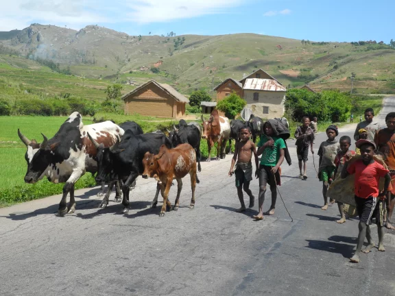 La transhumance à la malgache