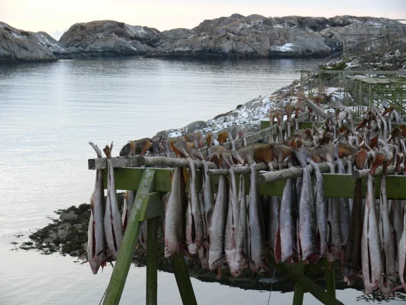 Skrei est un nom venant du vieux-norrois, skrida qui signifie j’avance.