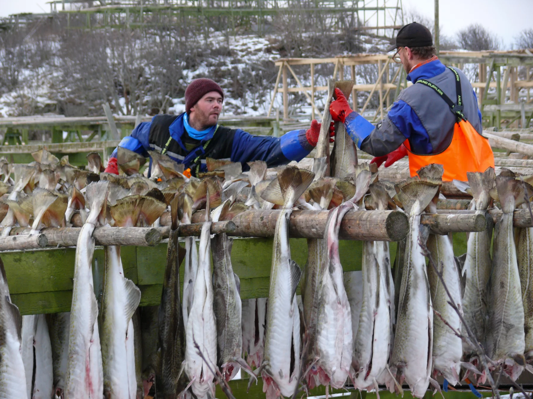 Les skreis qui ne sont pas vendus pour la restauration, sont mis à sècher.