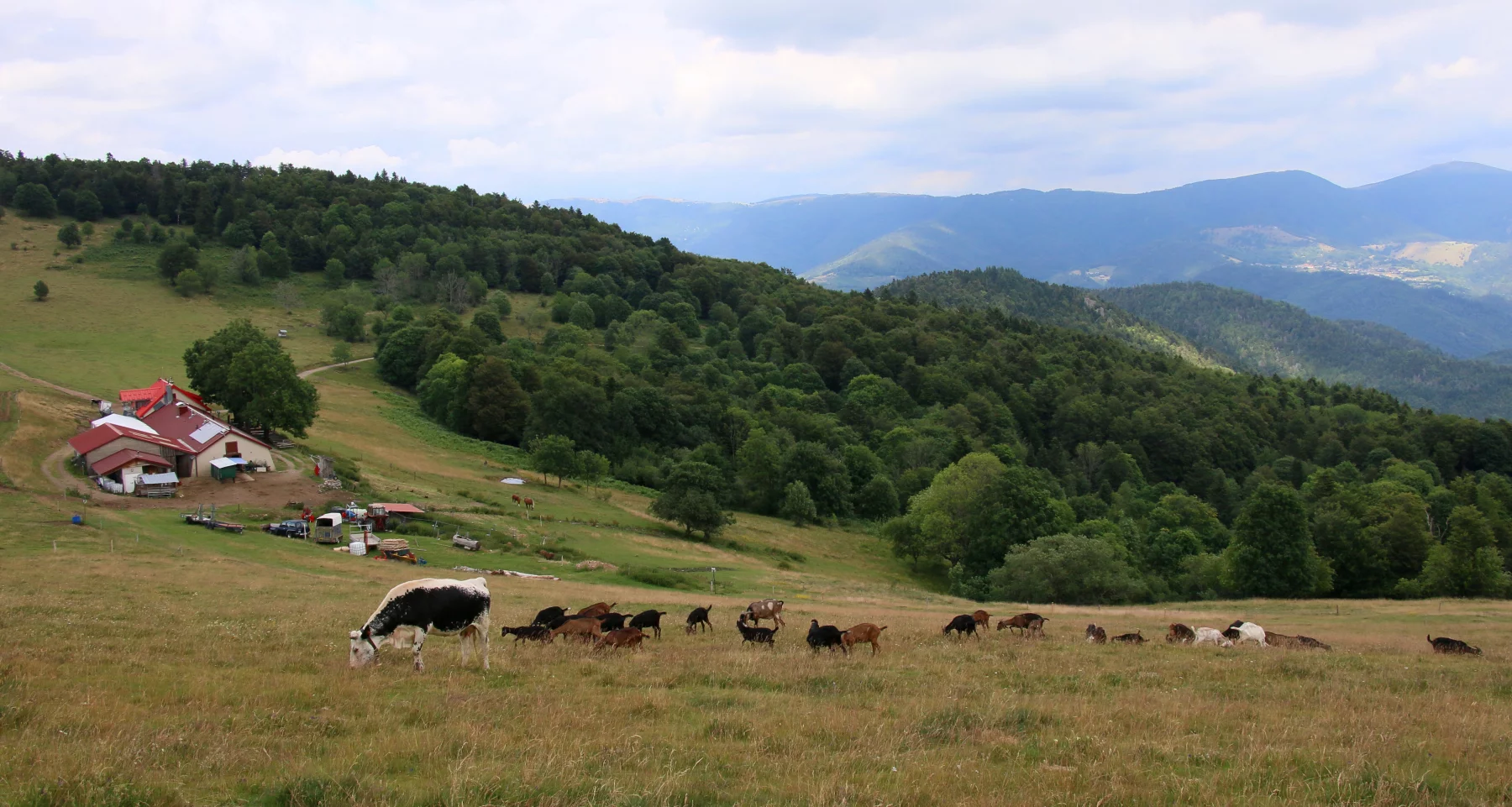 La chaume du Belacker et son arche de Noé.