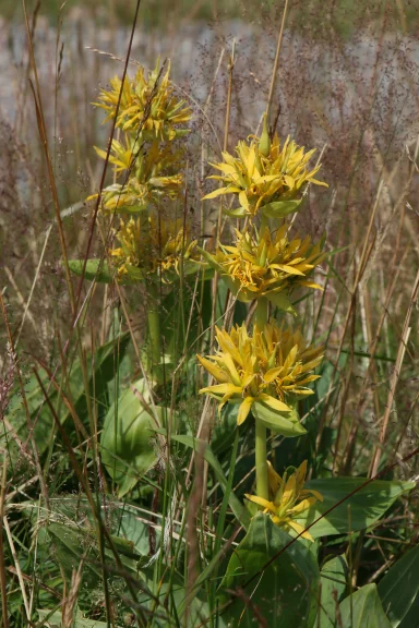 La gentiane, une fleur emblématique.