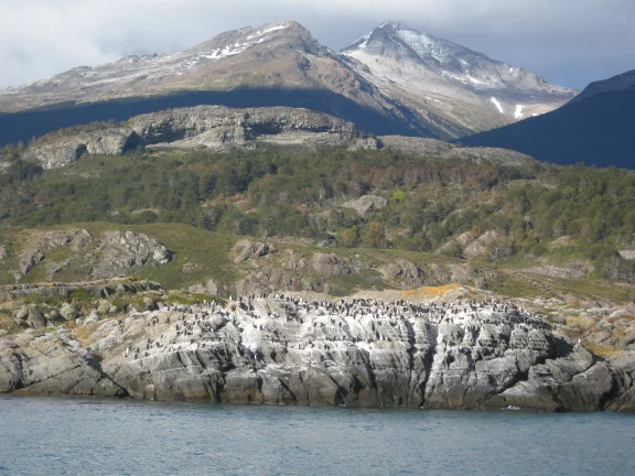 Une colonie de cormorans, Fjord Ultima Esperanza