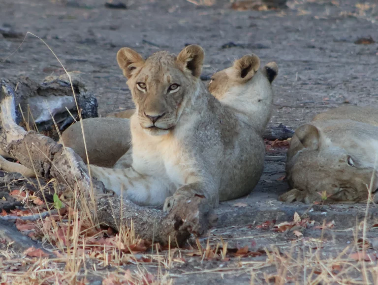 Trois jeunes lions, un peu de repos avant de se mettre en chasse.
