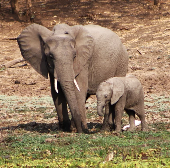 Les éléphants vivent en toute quiétude dans la vallée de la Luangwa.