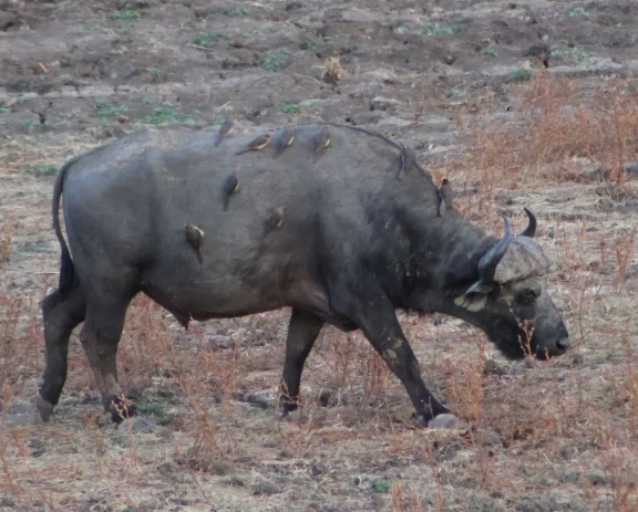 Le soir, un buffle solitaire vient s'abreuvoir près du lodge Puku Ridge.