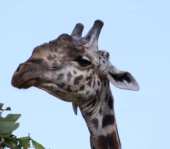 La girafe de Rhodésie est endémique de la Zambie. Il n'en reste que 1500 au monde.