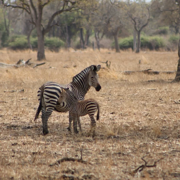 Un zébreau et sa maman.