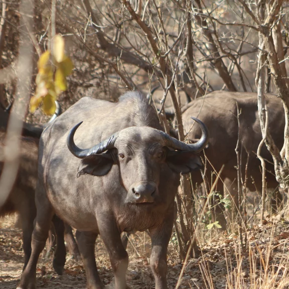 D'importants troupeaux de buffles peuplent la Zambie.