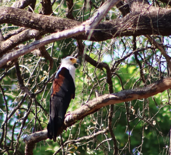 Le Pygargue vocifer ou aigle pêcheur d'Afrique.