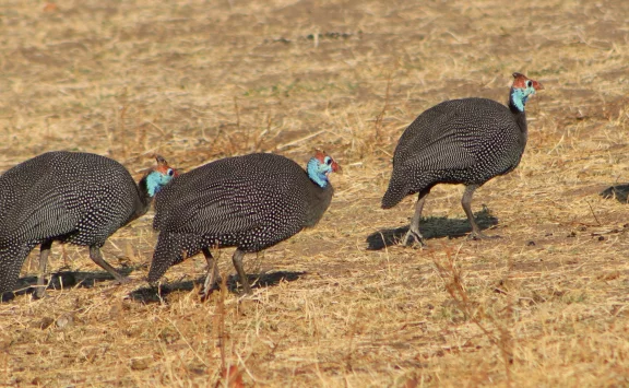 La pintade de Numidie se reconnaît à son cou et sa tête bleue coiffée d'un petit casque.