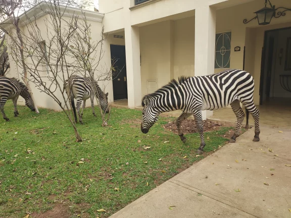 Les animaux sauvages se baladent tranquillement devant les chambres du Royal Livingstone.