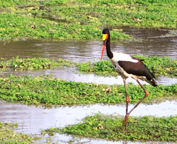 Une cigogne à bec de selle.