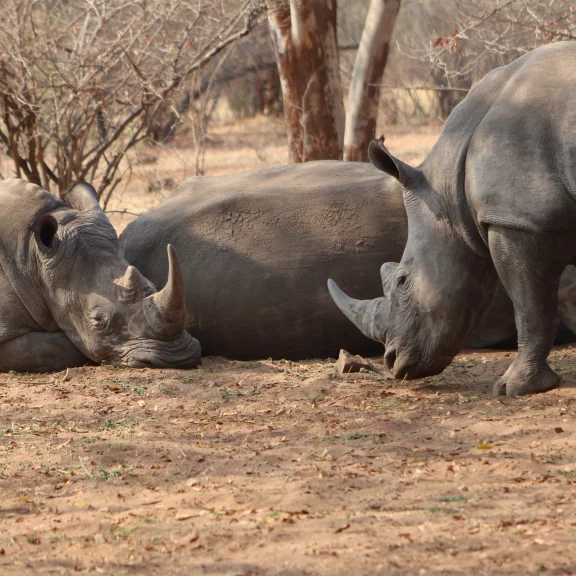 Les rhinocéros blancs de Zambie dans le parc national de Mosi Oa Tunya près de Livingstone