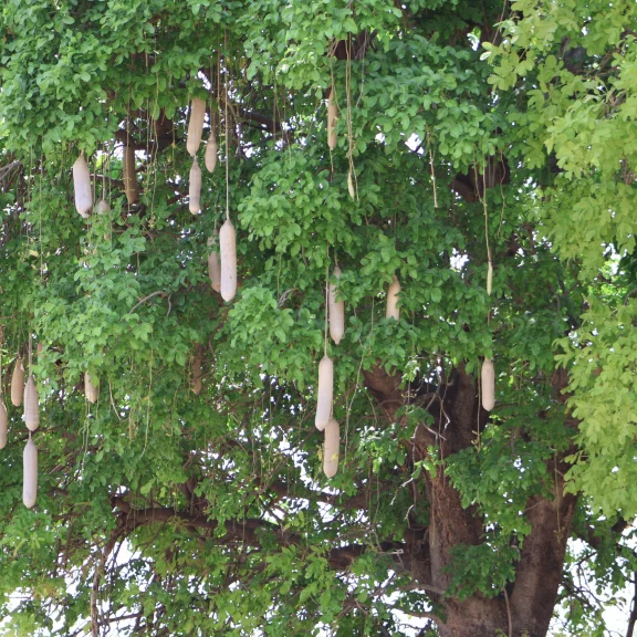 Un kigelia, arbre à saucisse dont les fruits sont appréciés par les éléphants.