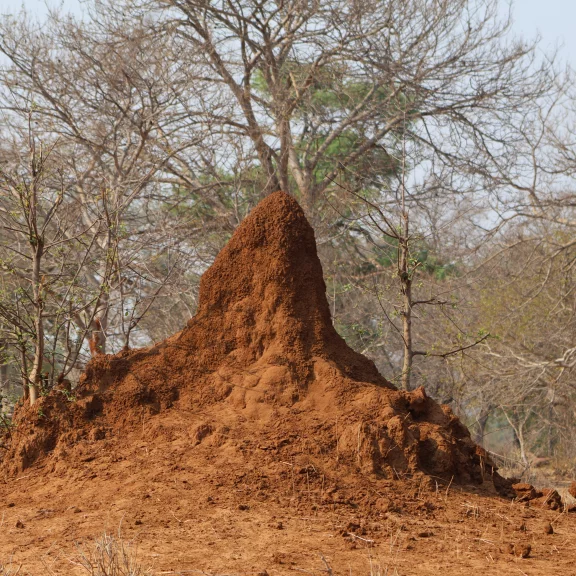 Des arbres poussent dans une termitière.