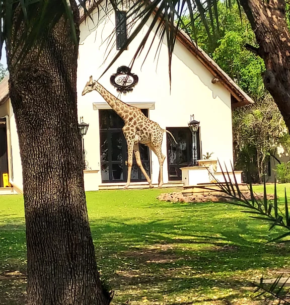 Une girafe passe tranquillement sur la terrasse du restaurant du Royal Livingstone.