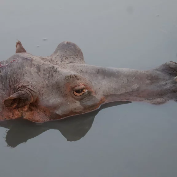 Un hippopotame solitaire.