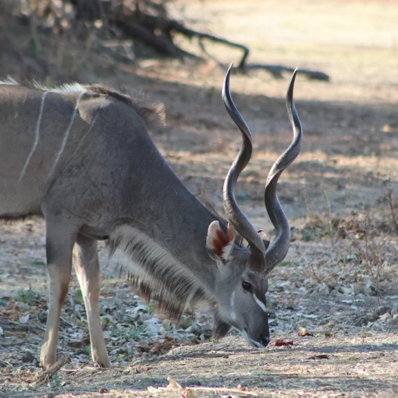 Le grand koudou vit en terrain boisé et préfère rester caché.
